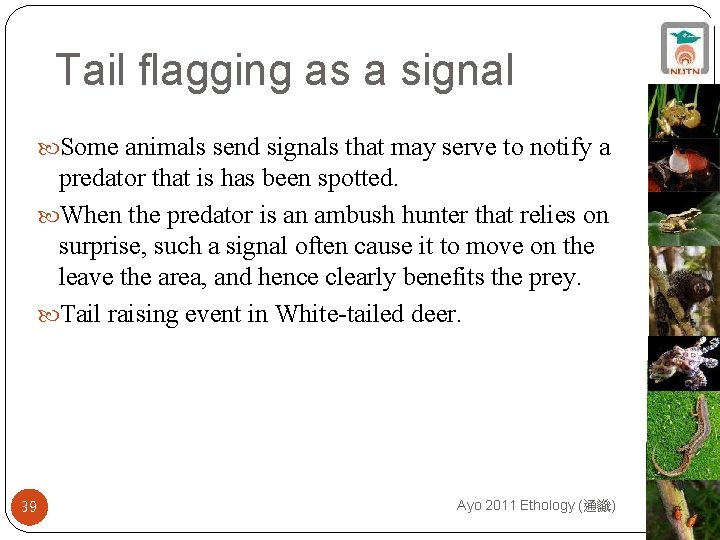 Tail flagging as a signal Some animals send signals that may serve to notify