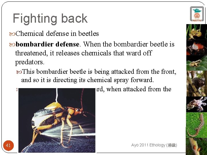 Fighting back Chemical defense in beetles bombardier defense. When the bombardier beetle is threatened,