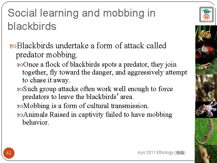 Social learning and mobbing in blackbirds Blackbirds undertake a form of attack called predator