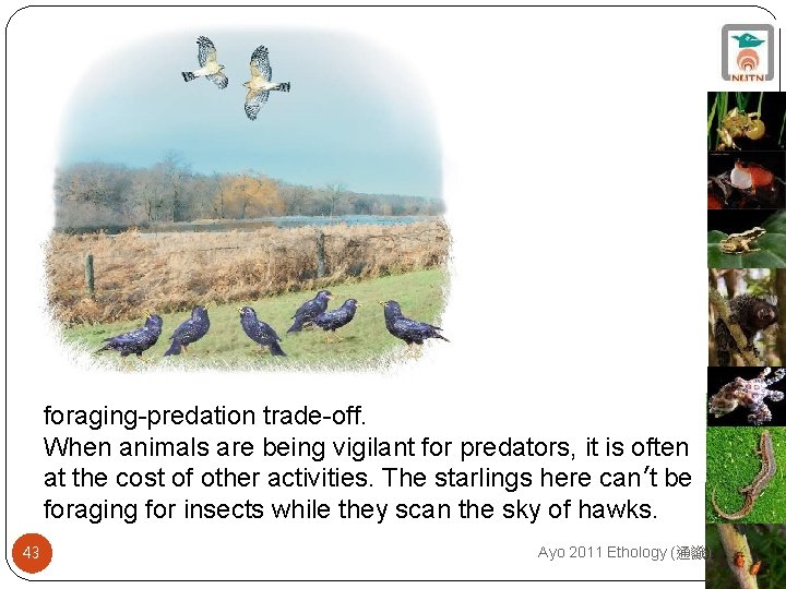 foraging-predation trade-off. When animals are being vigilant for predators, it is often at the