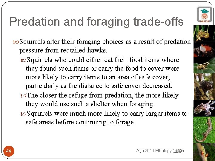 Predation and foraging trade-offs Squirrels alter their foraging choices as a result of predation