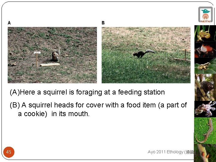 (A)Here a squirrel is foraging at a feeding station (B) A squirrel heads for