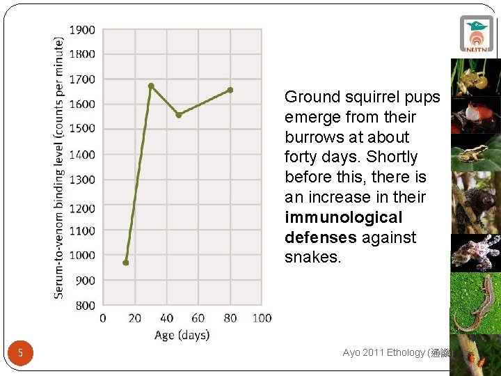 Ground squirrel pups emerge from their burrows at about forty days. Shortly before this,