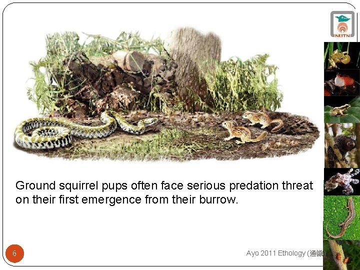 Ground squirrel pups often face serious predation threat on their first emergence from their