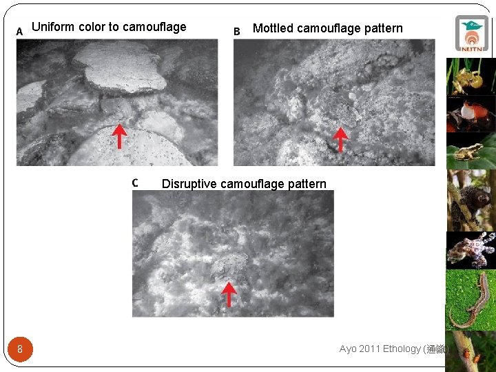 Uniform color to camouflage Mottled camouflage pattern Disruptive camouflage pattern 8 Ayo 2011 Ethology