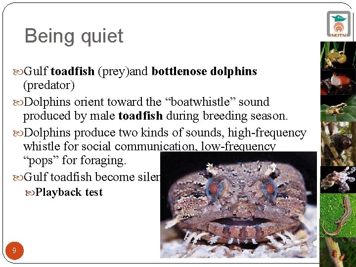Being quiet Gulf toadfish (prey)and bottlenose dolphins (predator) Dolphins orient toward the “boatwhistle” sound