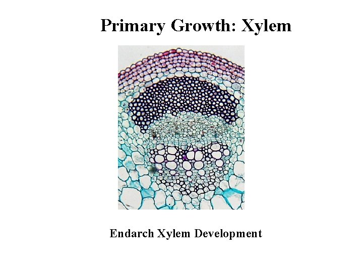 Primary Growth: Xylem Endarch Xylem Development 