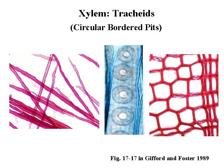 Xylem: Tracheids (Circular Bordered Pits) Fig. 17 -17 in Gifford and Foster 1989 