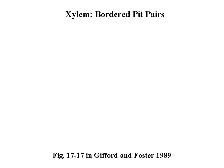 Xylem: Bordered Pit Pairs Fig. 17 -17 in Gifford and Foster 1989 