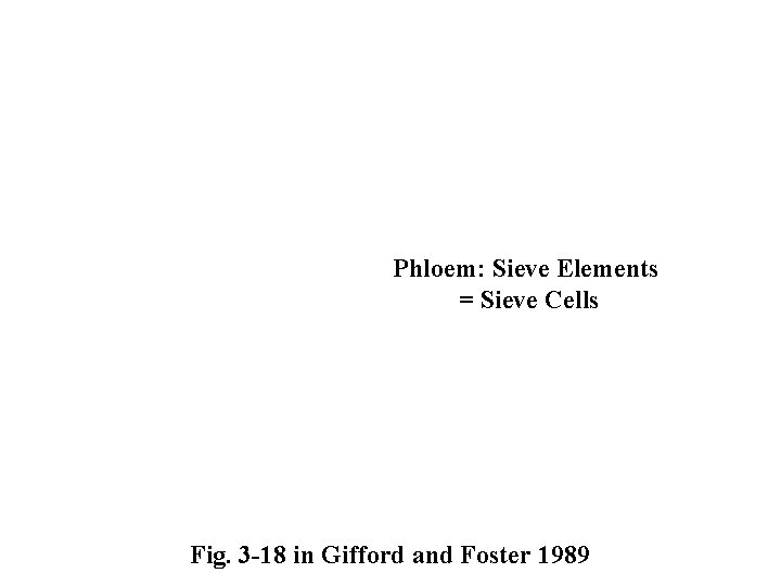 Phloem: Sieve Elements = Sieve Cells Fig. 3 -18 in Gifford and Foster 1989