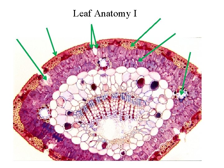 Leaf Anatomy I 