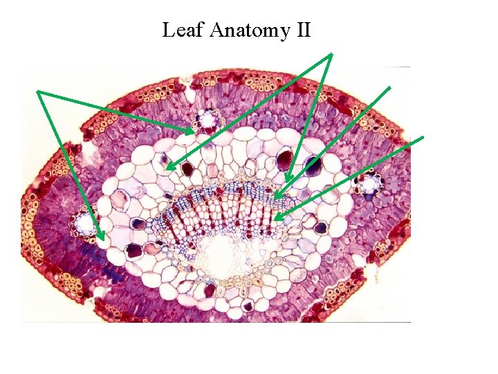Leaf Anatomy II 