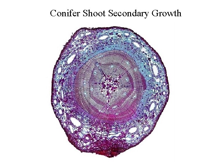 Conifer Shoot Secondary Growth 