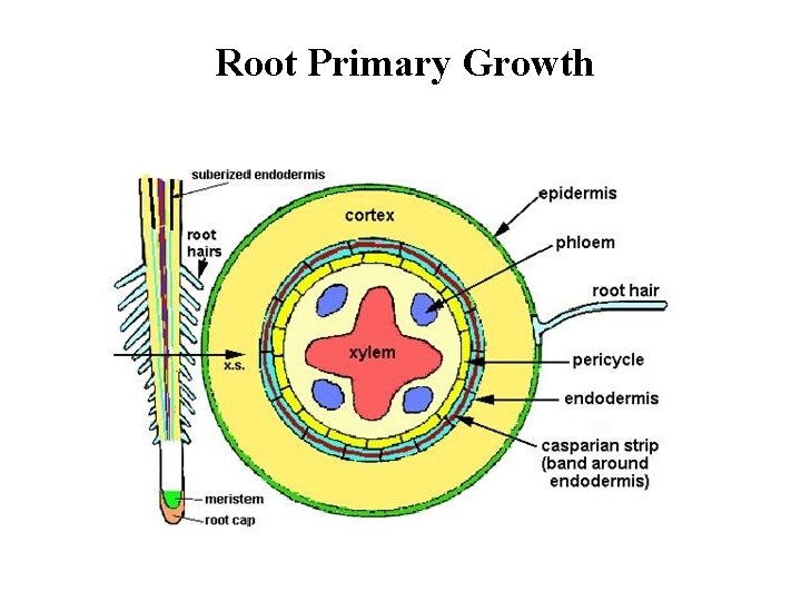 Root Primary Growth 