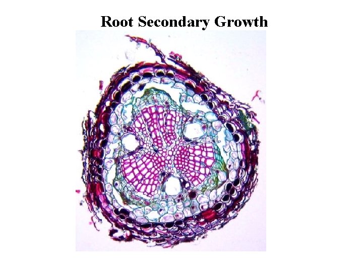 Root Secondary Growth 