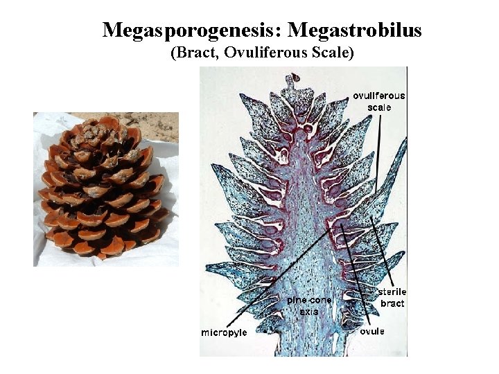 Megasporogenesis: Megastrobilus (Bract, Ovuliferous Scale) 