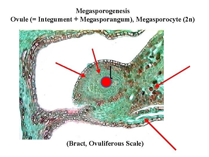 Megasporogenesis Ovule (= Integument + Megasporangum), Megasporocyte (2 n) (Bract, Ovuliferous Scale) 