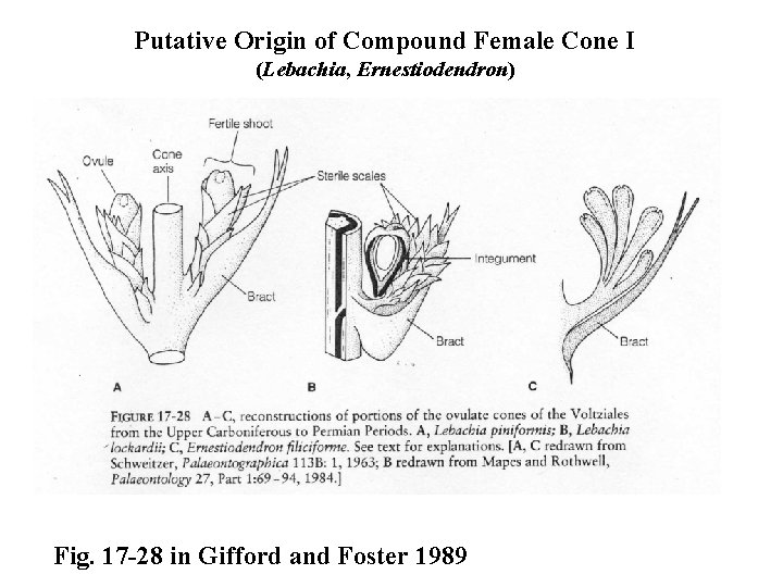 Putative Origin of Compound Female Cone I (Lebachia, Ernestiodendron) Fig. 17 -28 in Gifford