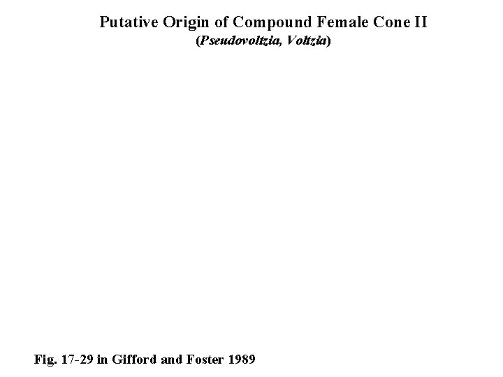 Putative Origin of Compound Female Cone II (Pseudovoltzia, Voltzia) Fig. 17 -29 in Gifford