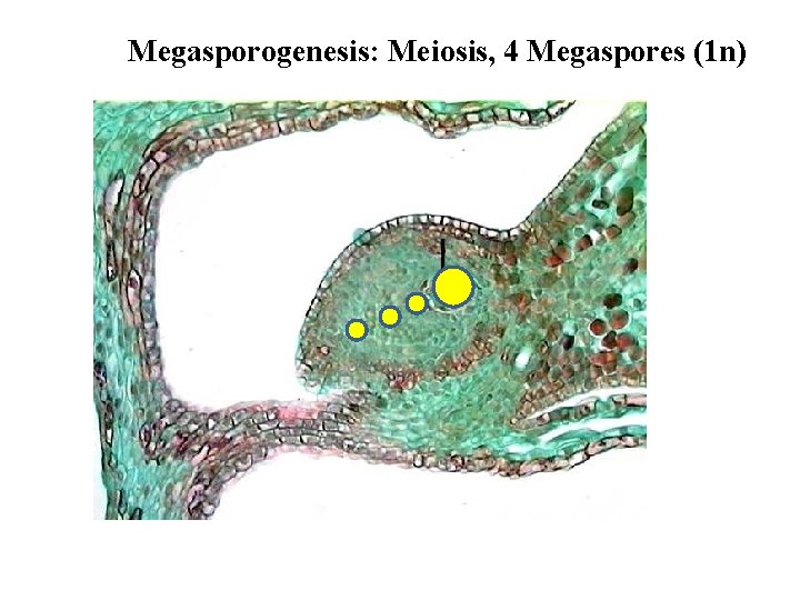 Megasporogenesis: Meiosis, 4 Megaspores (1 n) 