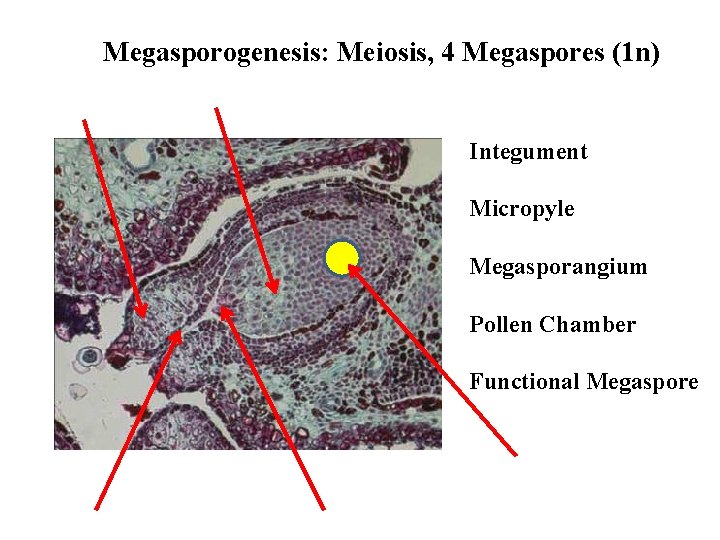 Megasporogenesis: Meiosis, 4 Megaspores (1 n) Integument Micropyle Megasporangium Pollen Chamber Functional Megaspore 