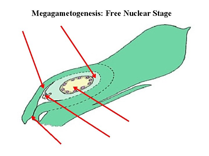 Megagametogenesis: Free Nuclear Stage 