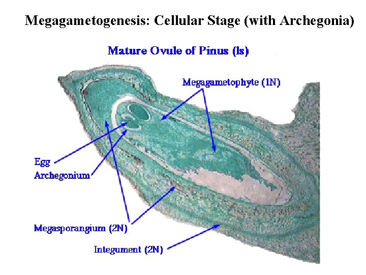 Megagametogenesis: Cellular Stage (with Archegonia) 