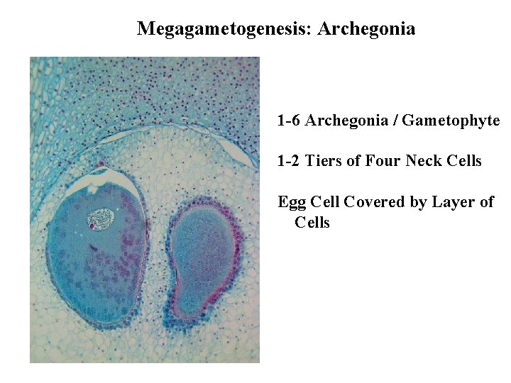 Megagametogenesis: Archegonia 1 -6 Archegonia / Gametophyte 1 -2 Tiers of Four Neck Cells