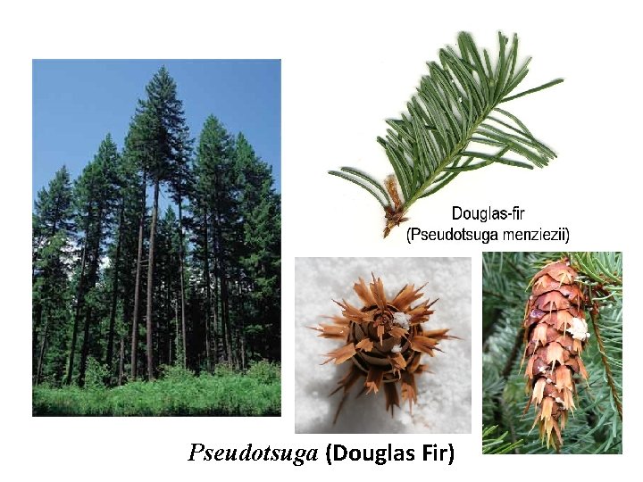 Pseudotsuga (Douglas Fir) 