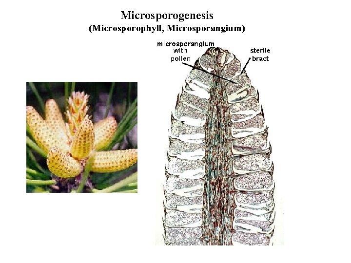 Microsporogenesis (Microsporophyll, Microsporangium) 