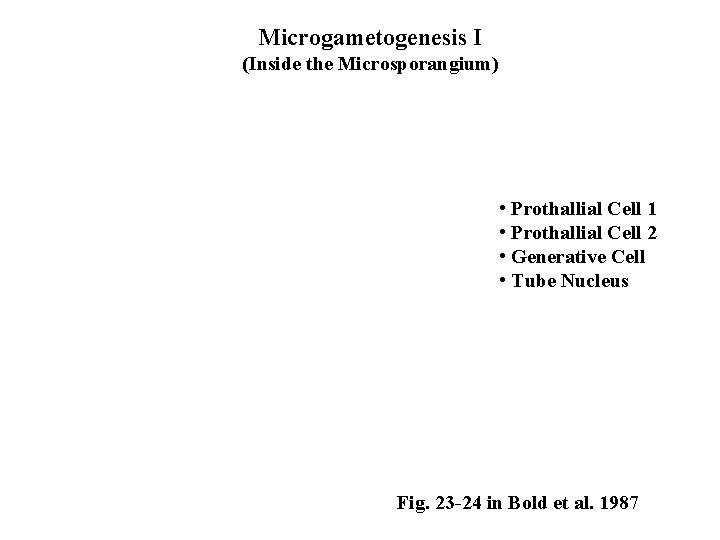 Microgametogenesis I (Inside the Microsporangium) • Prothallial Cell 1 • Prothallial Cell 2 •
