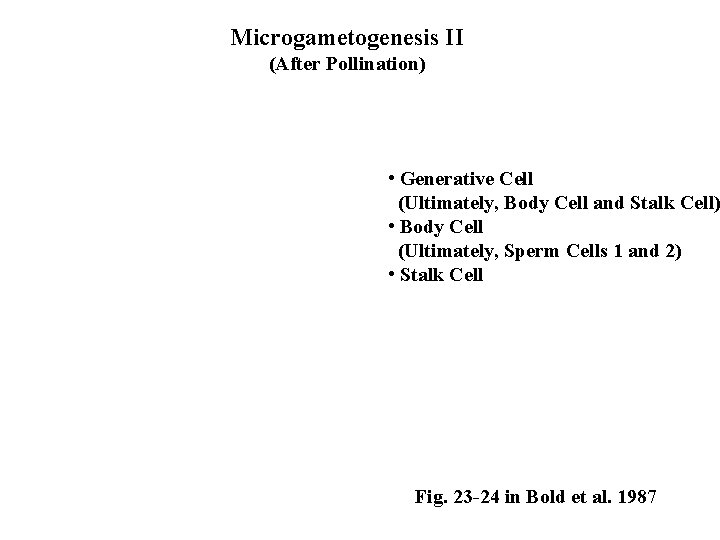 Microgametogenesis II (After Pollination) • Generative Cell (Ultimately, Body Cell and Stalk Cell) •