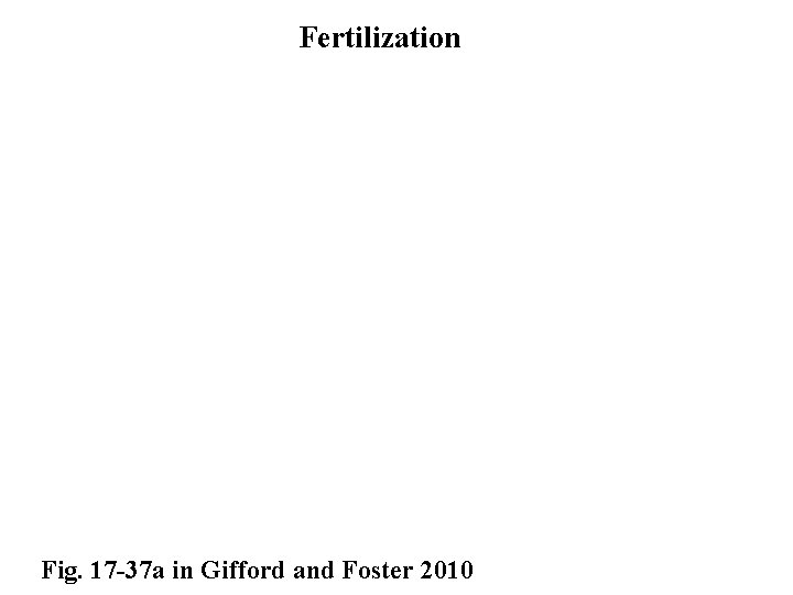 Fertilization Fig. 17 -37 a in Gifford and Foster 2010 
