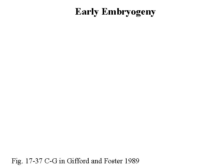 Early Embryogeny Fig. 17 -37 C-G in Gifford and Foster 1989 