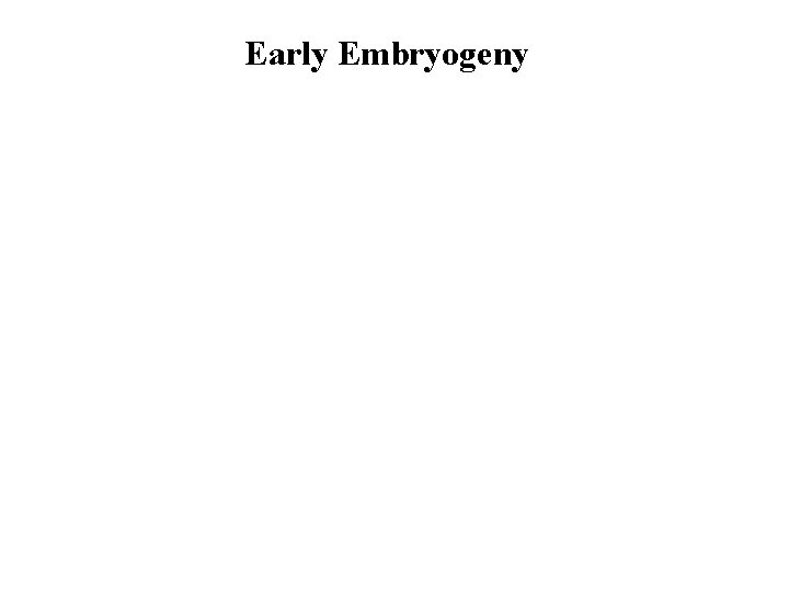 Early Embryogeny 