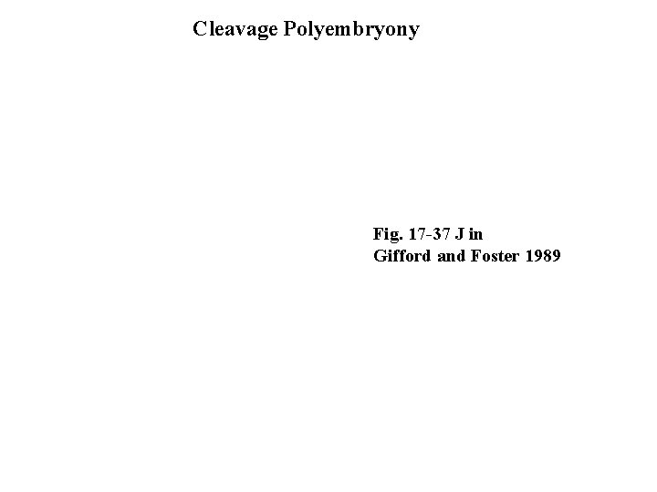 Cleavage Polyembryony Fig. 17 -37 J in Gifford and Foster 1989 
