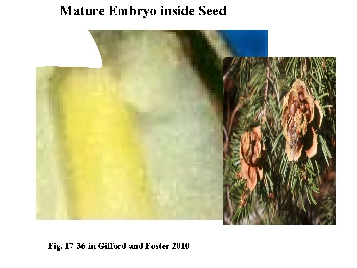 Mature Embryo inside Seed Fig. 17 -36 in Gifford and Foster 2010 