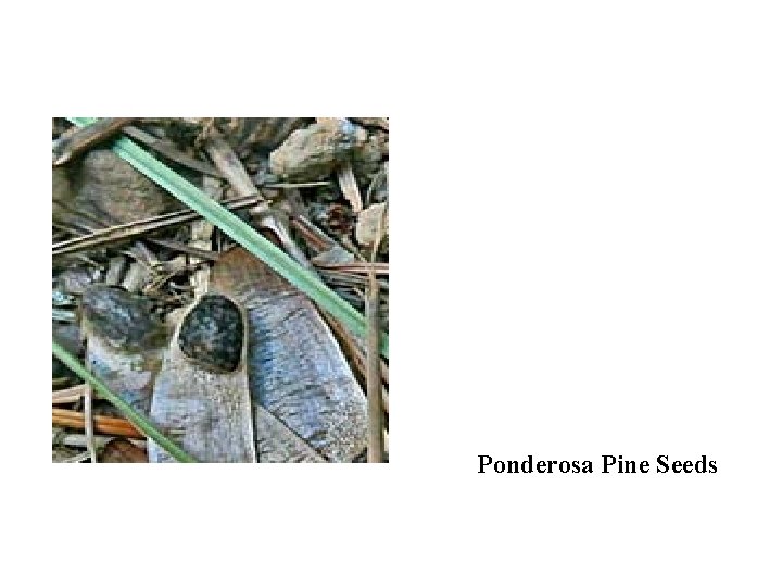 Ponderosa Pine Seeds 