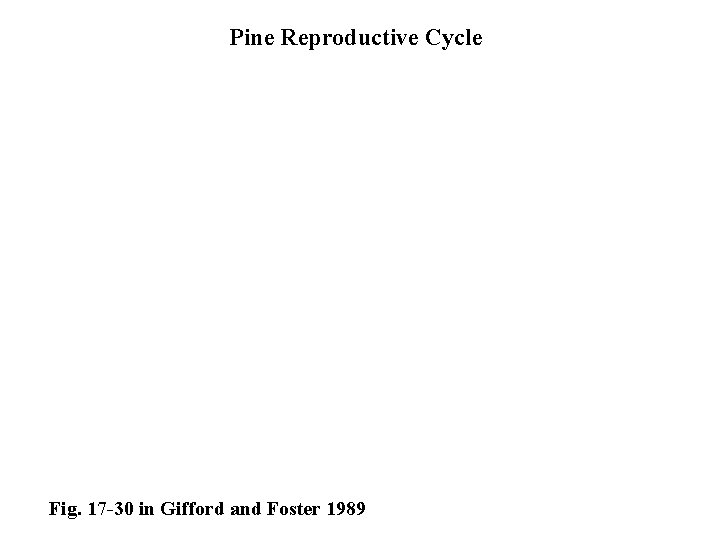 Pine Reproductive Cycle Fig. 17 -30 in Gifford and Foster 1989 