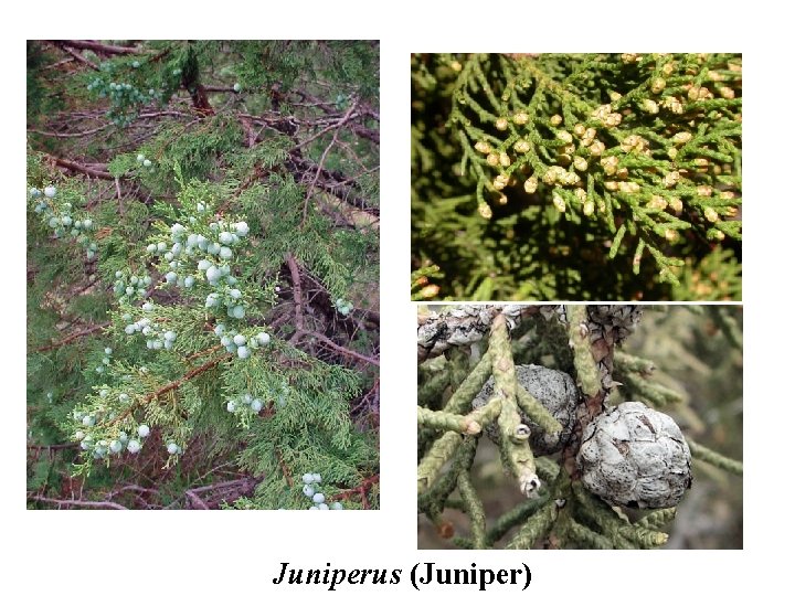 Juniperus (Juniper) 