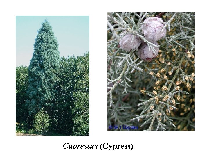 Cupressus (Cypress) 