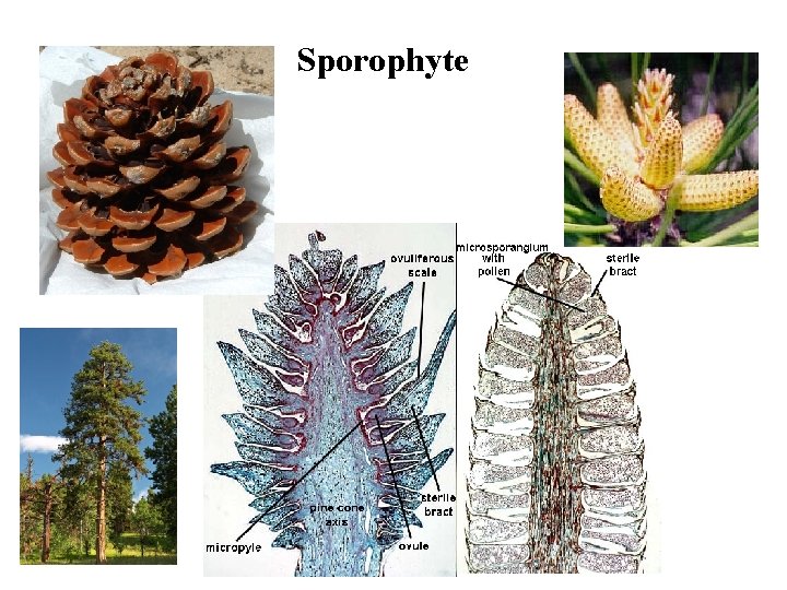 Sporophyte 