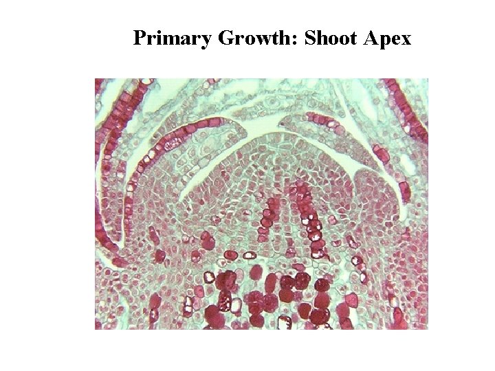 Primary Growth: Shoot Apex 