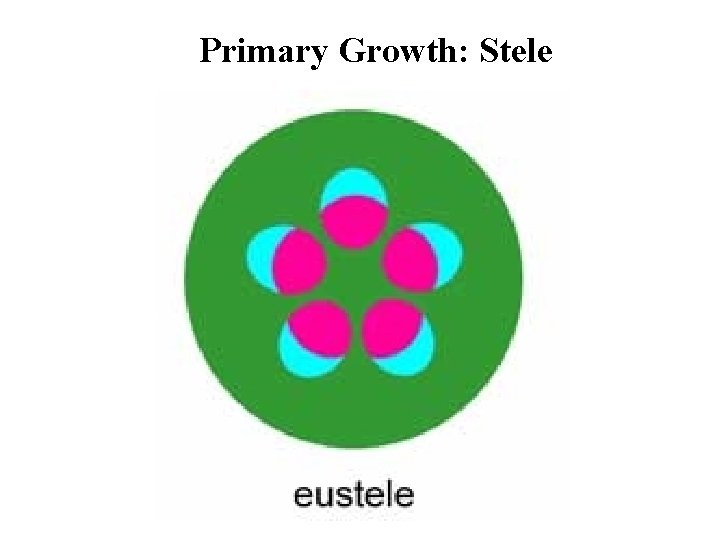 Primary Growth: Stele 