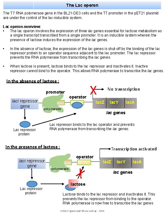 The Lac operon The T 7 RNA polymerase gene in the BL 21 -DE