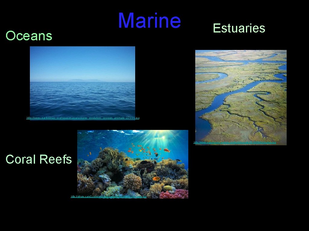 Marine Oceans Estuaries http: //www. earthtimes. org/newsimage/oceans_evolution_oxygen_animals_27111. jpg http: //www. sapelonerr. org/wp-content/uploads/2015/09/Estuaries. jpg Coral