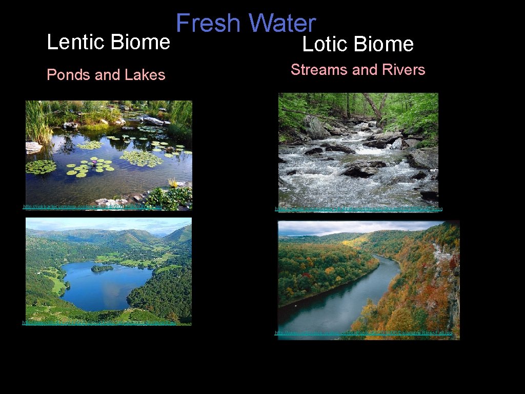Lentic Biome Fresh Water Ponds and Lakes http: //rickbartel. com/wp-content/uploads/2011/09/POND-1. jpg Lotic Biome Streams