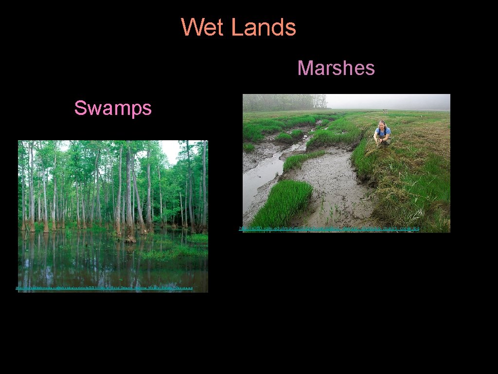 Wet Lands Marshes Swamps http: //e 360. yale. edu/images/slideshows/gallery_deegan_slumping_marsh_creek. jpg https: //upload. wikimedia. org/wikipedia/commons/8/81/View_of_Bond_Swamp_National_Wildlife_Refuge,