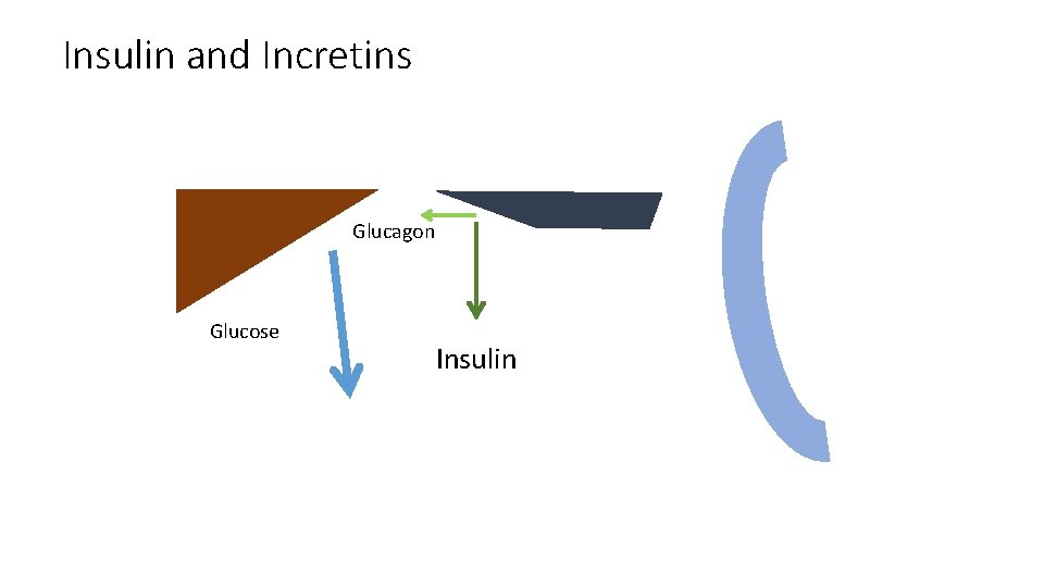 Insulin and Incretins Glucagon Glucose Insulin 