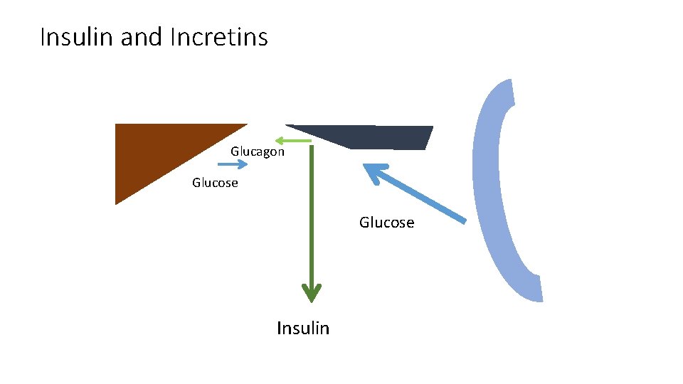 Insulin and Incretins Glucagon Glucose Insulin 